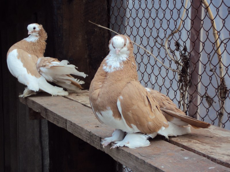 Pigeon Wings