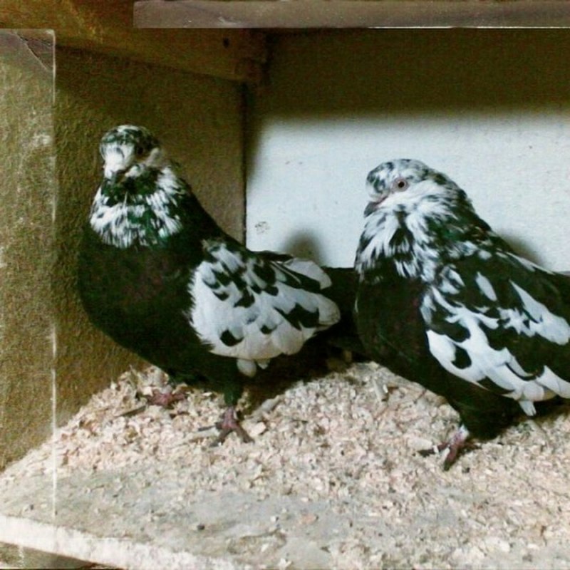 Roller Pigeon