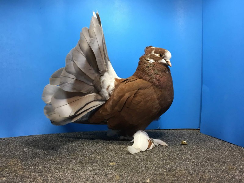 Giant Pigeon