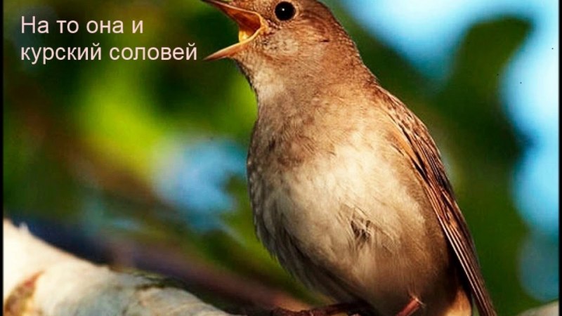 Соловей птица Воронеж