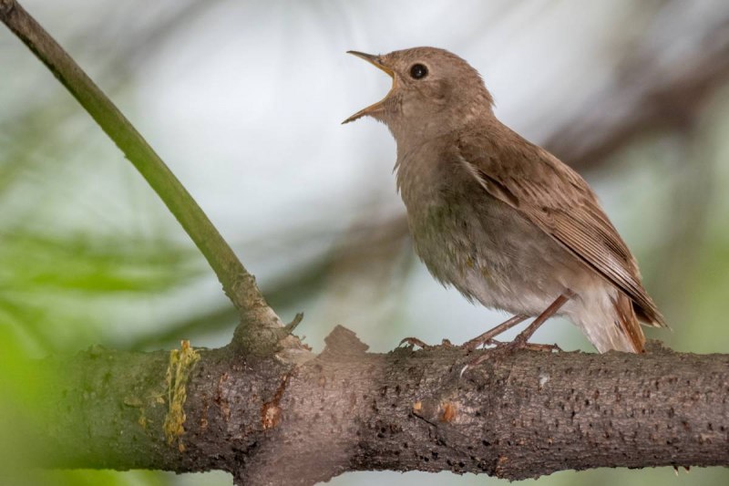 Luscinia Luscinia