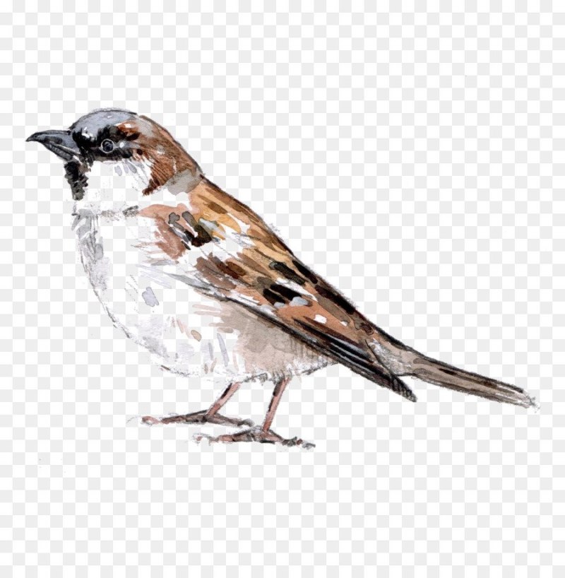 Passer montanus рисунок