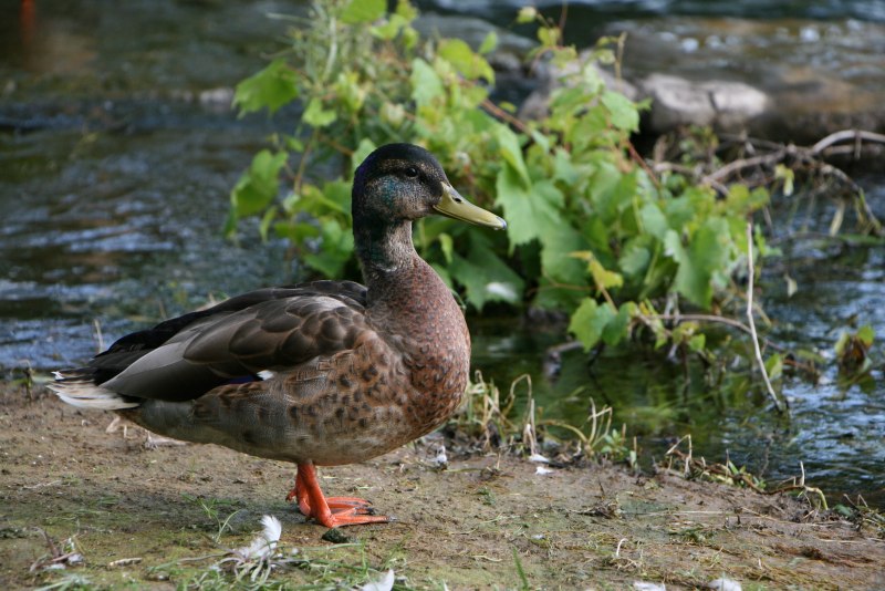 Ducky animal Court