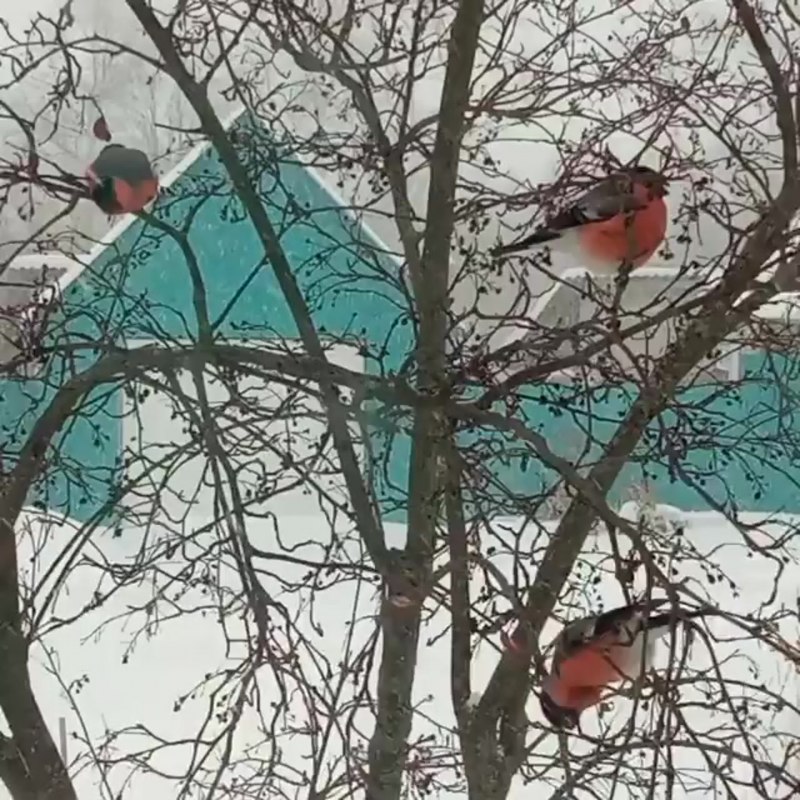 Зима Снегири