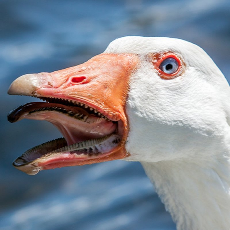 Зубы гуся