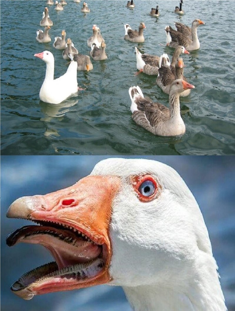 Фильм про гусей