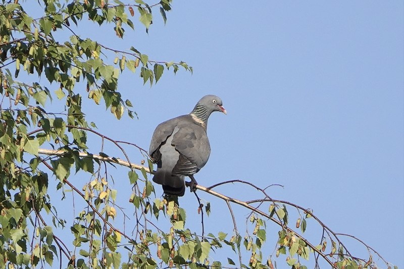 Вяхирь Columba palumbus ареал