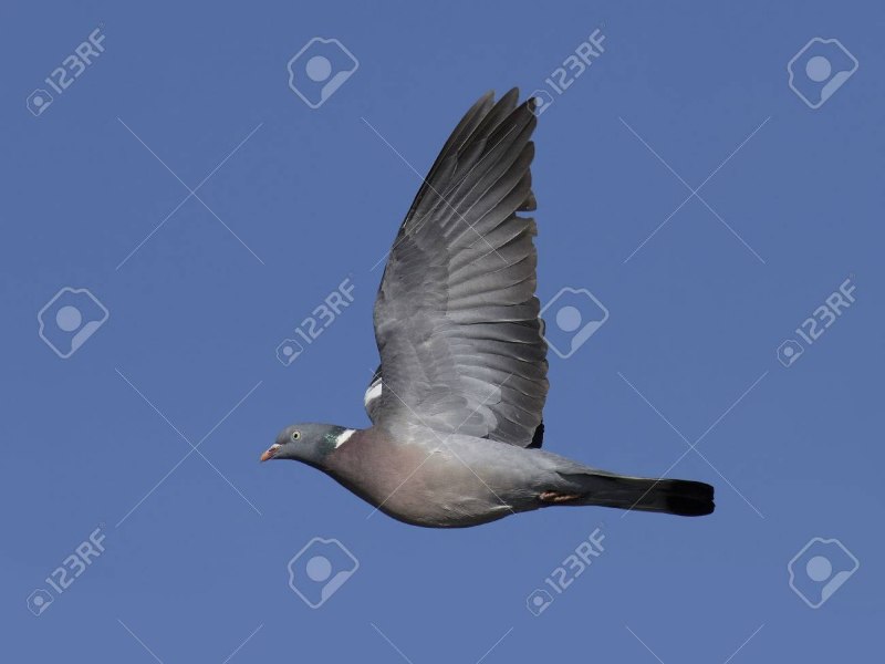 Wood Pigeon