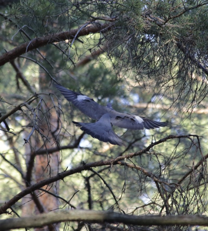 Wood Pigeons Fly