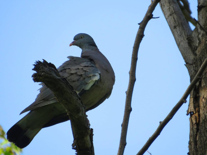 Pigeon couple on Tree