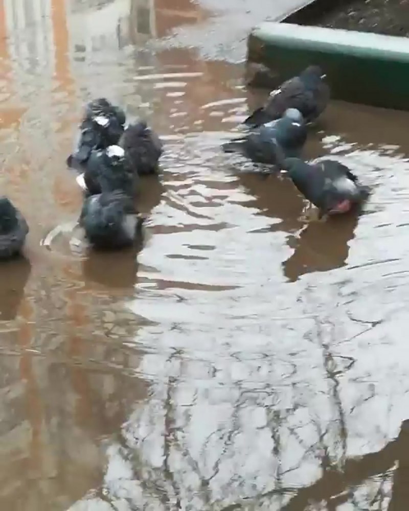 Голубой река НЕЖОДАННО ЫБА
