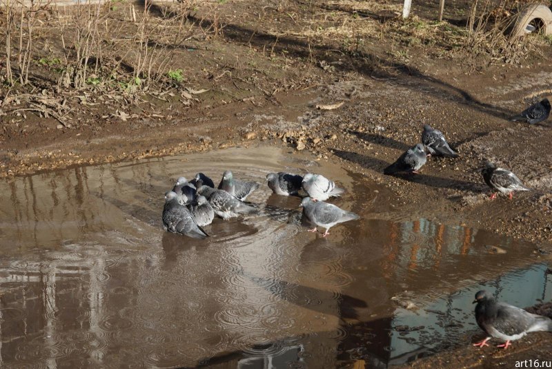 Голуби купаются на озеро