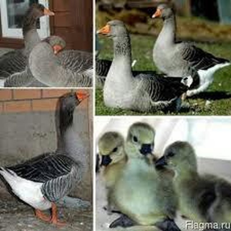 Гусята Линда серая