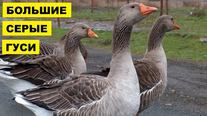 Гуси серые гусака от Гусыни