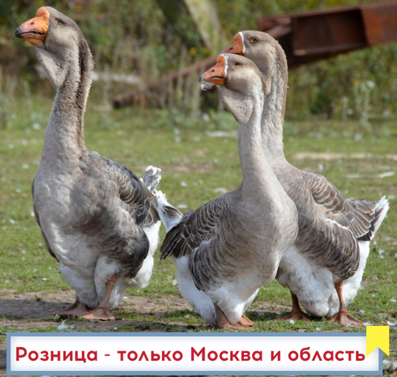 Холмогорские гуси
