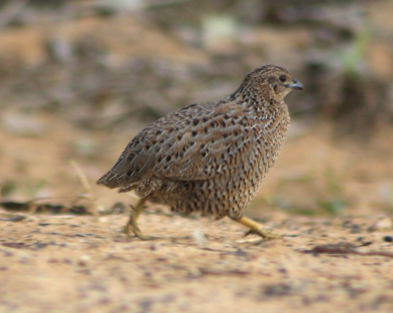 Coturnix ypsilophora