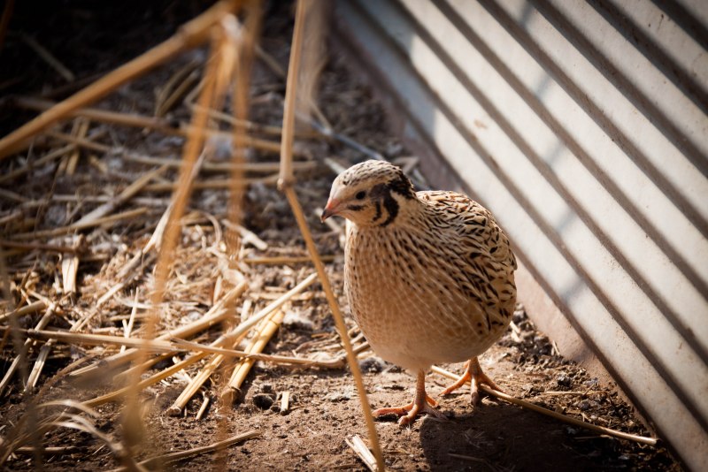 Coturnix Coturnix