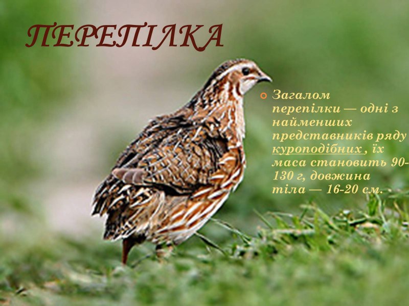 Тульский перепел