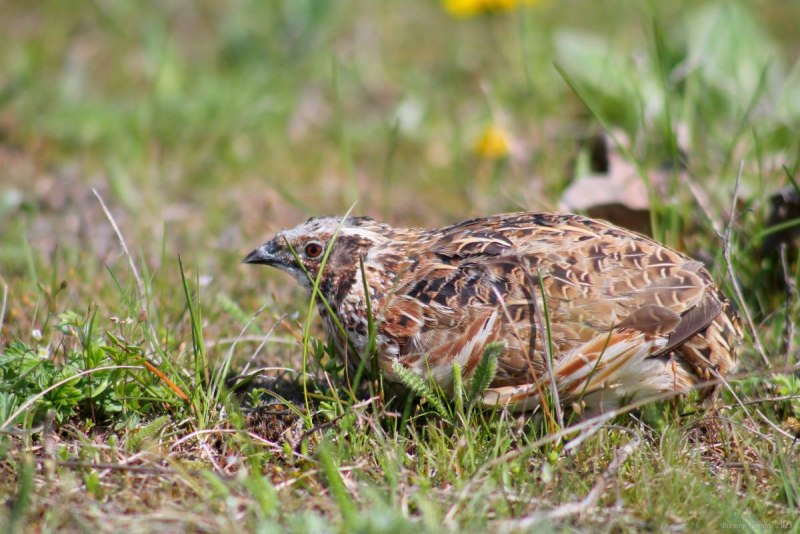 Перепел Coturnix Coturnix