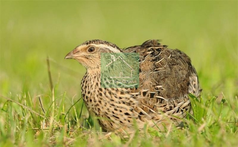 Перепел обыкновенный Coturnix Coturnix