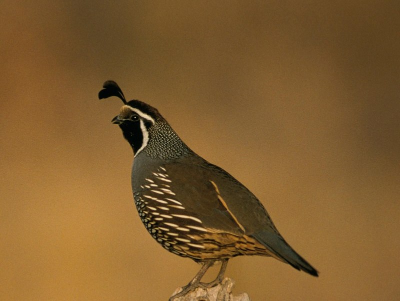 California Quail птица