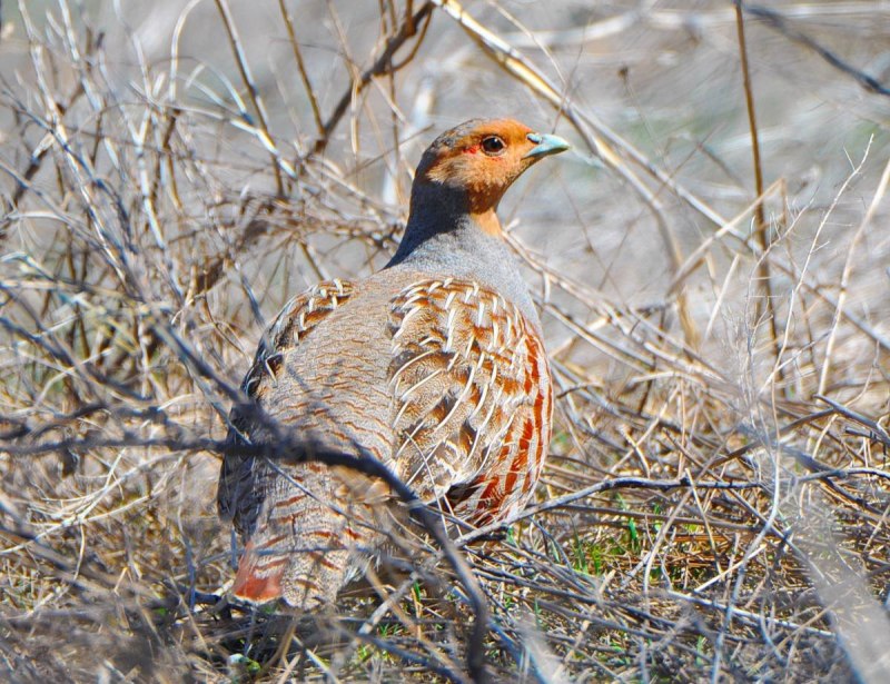 Серая куропатка (Perdix Perdix)
