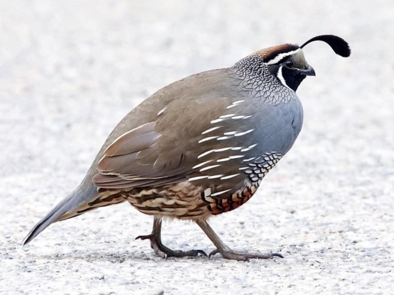 California Quail птица