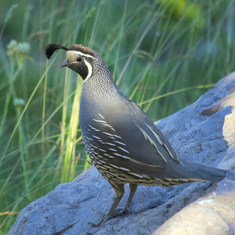 Калифорнийский Quail