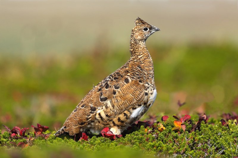 Тундряная куропатка (lagopus mutus