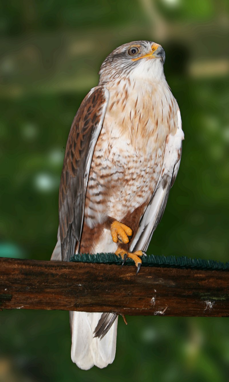 Королевский канюк