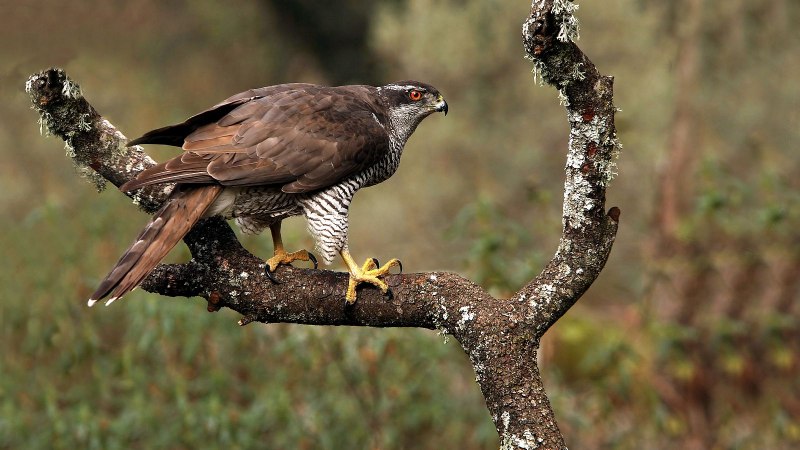 Ястреб - тетеревятник (Accipiter gentilis)