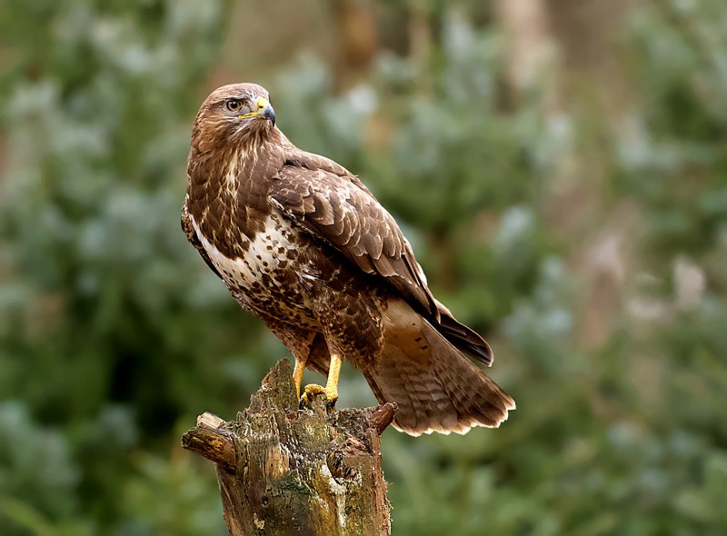 Обыкновенный канюк Buteo Buteo