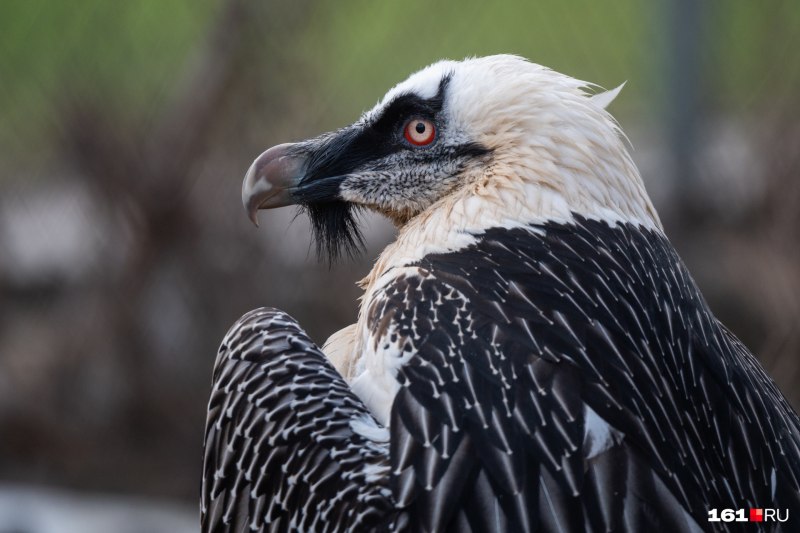 Орёл-карлик (Aquila pennata)