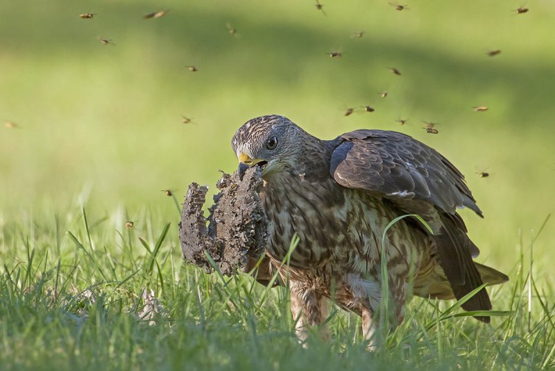 Обыкновенный канюк Buteo Buteo