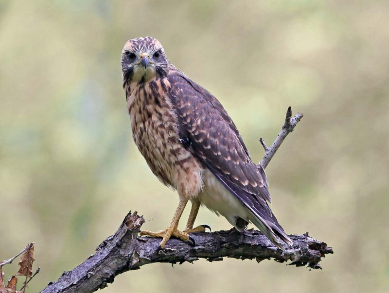 Тетеревятник (Accipiter gentilis)