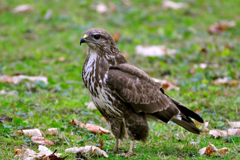 Обыкновенный канюк Buteo Buteo