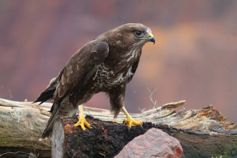 Обыкновенный канюк Buteo Buteo