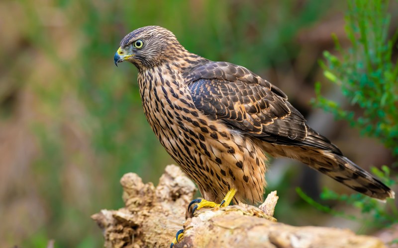 Обыкновенный канюк Buteo Buteo