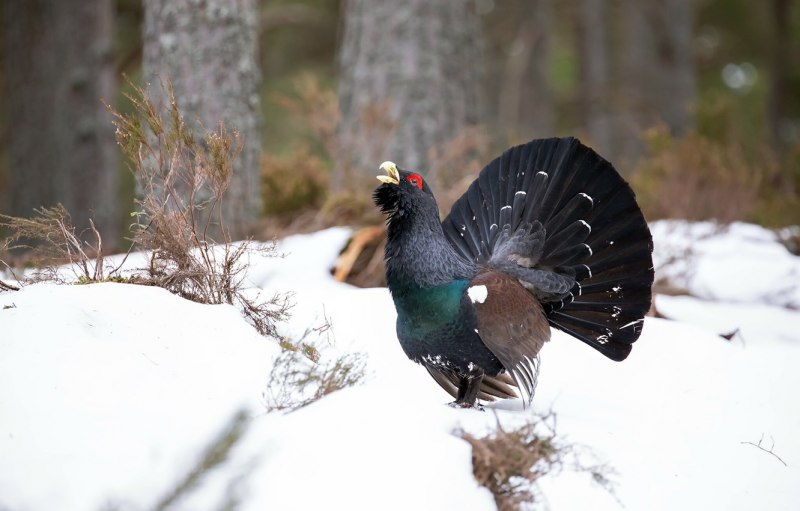 Lekking Capercaillie
