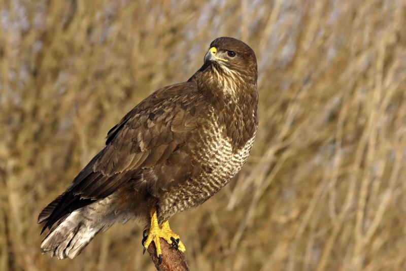 Ястребиный Сарыч Butastur indicus