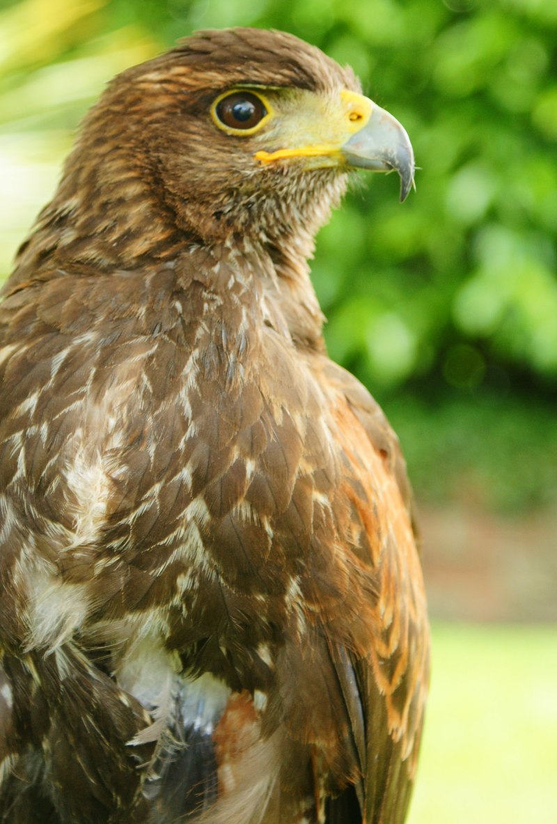 Falco berigora — бурый Сокол