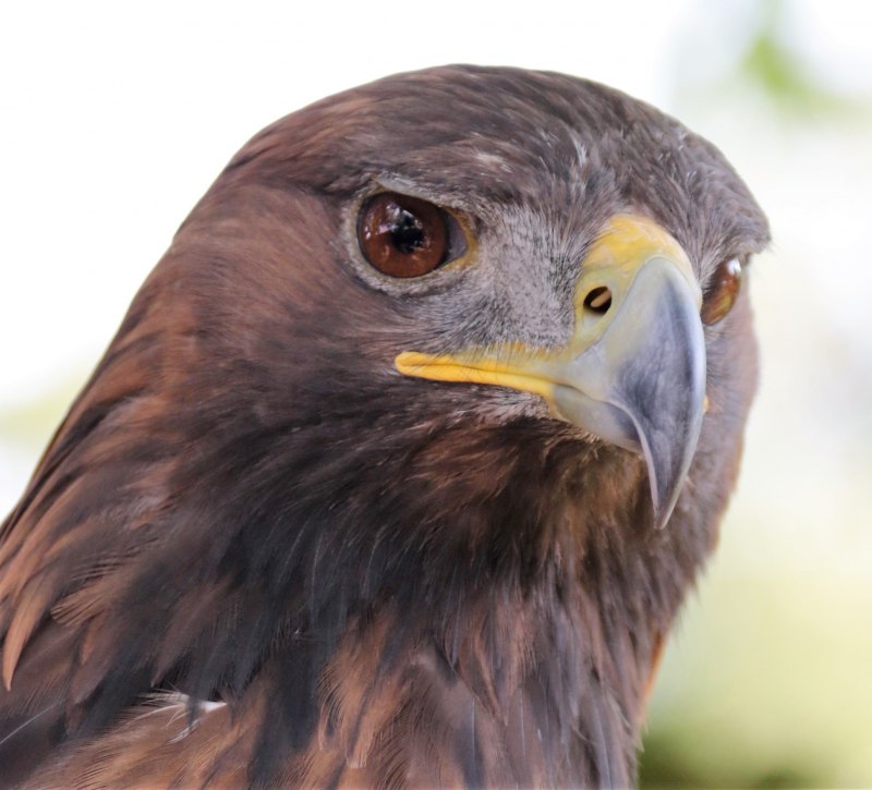 Falconry Training