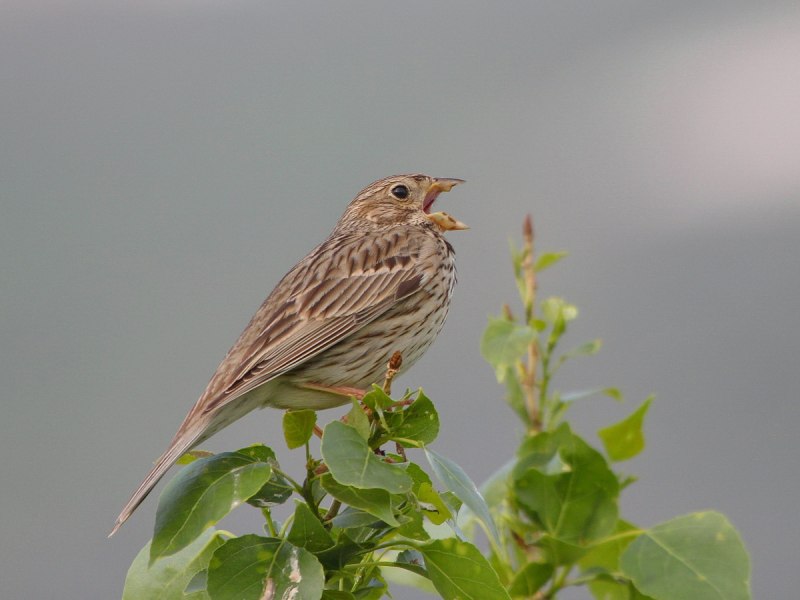 Воробьинообразные ( passeriformes )