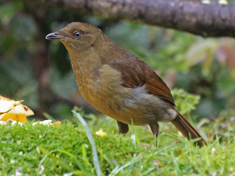 Cnemophilus macgregorii