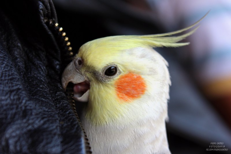 Попугаи порода Cockatiel неон