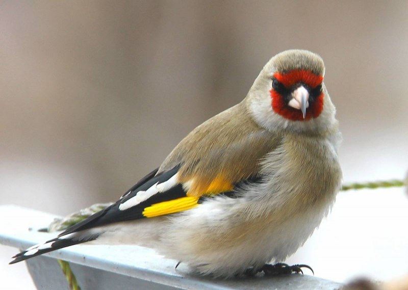 Carpodacus erythrinus