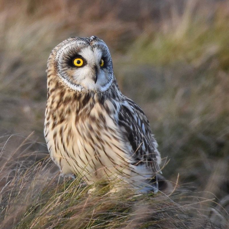 ASIO flammeus