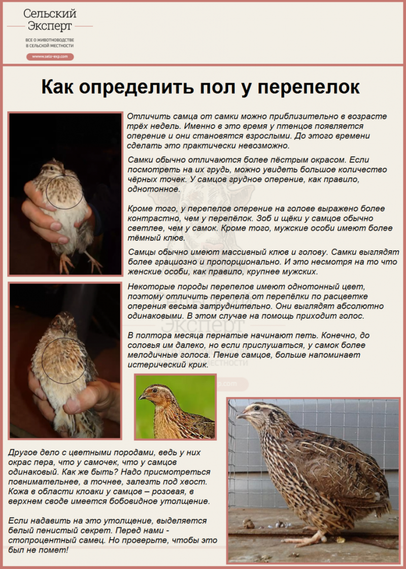 Перепела отличие самца от самки