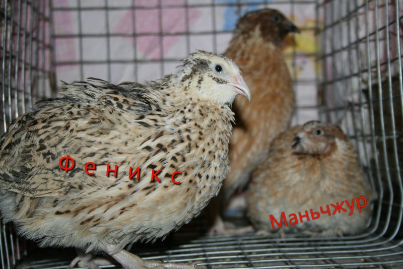 Перепела Фениксы самка
