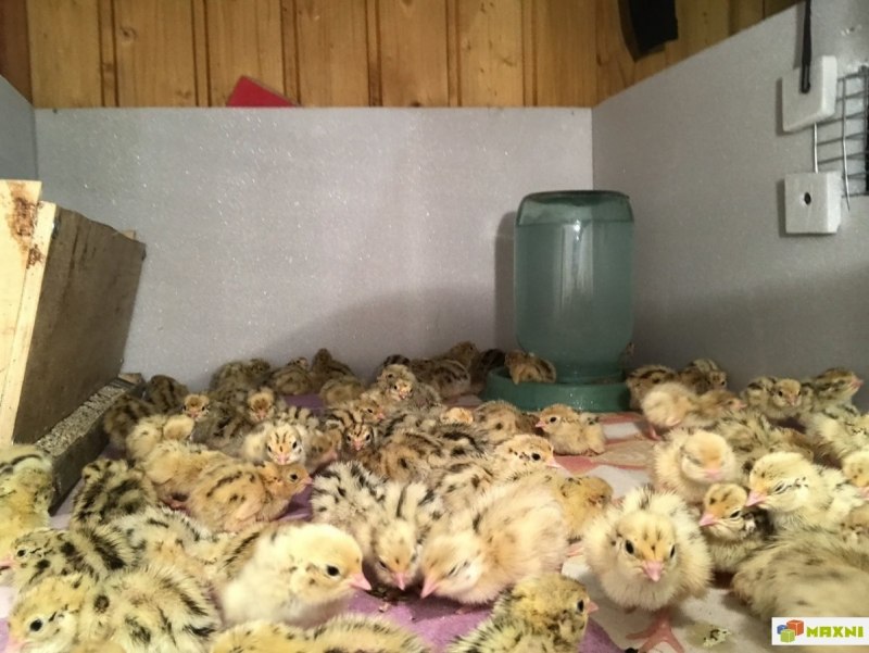 Маньчжурские перепелята суточные